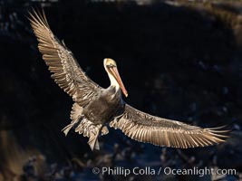 California brown pelican in flight, spreading wings wide to slow in anticipation of landing on seacliffs, dark background caused by seacliffs in morning shadow, Pelecanus occidentalis, Pelecanus occidentalis californicus
