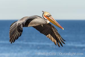 California Brown pelican in flight, soaring along sea cliffs above the ocean in La Jolla, California. The wingspan of the brown pelican is over 7 feet wide. The California race of the brown pelican holds endangered species status, Pelecanus occidentalis, Pelecanus occidentalis californicus