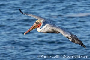 California Brown pelican in flight, soaring along sea cliffs above the ocean in La Jolla, California. The wingspan of the brown pelican is over 7 feet wide. The California race of the brown pelican holds endangered species status, Pelecanus occidentalis, Pelecanus occidentalis californicus