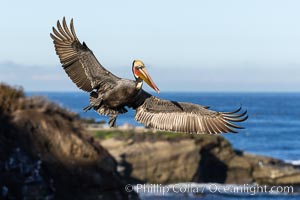 California brown pelican in flight, spreading wings wide to slow in anticipation of landing on seacliffs, Pelecanus occidentalis, Pelecanus occidentalis californicus