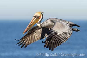 California Brown pelican in flight, soaring along sea cliffs above the ocean in La Jolla, California. The wingspan of the brown pelican is over 7 feet wide. The California race of the brown pelican holds endangered species status, Pelecanus occidentalis, Pelecanus occidentalis californicus