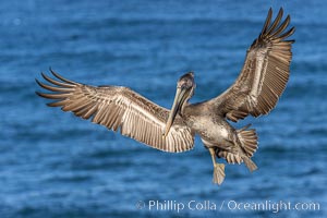 California brown pelican in flight, spreading wings wide to slow in anticipation of landing on seacliffs, Pelecanus occidentalis, Pelecanus occidentalis californicus