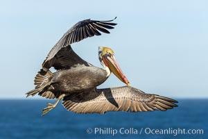 California brown pelican in flight, spreading wings wide to slow in anticipation of landing on seacliffs, Pelecanus occidentalis, Pelecanus occidentalis californicus