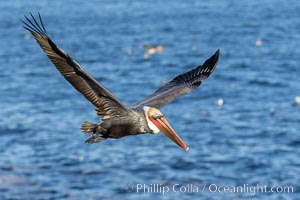 California Brown pelican in flight, soaring along sea cliffs above the ocean in La Jolla, California. The wingspan of the brown pelican is over 7 feet wide. The California race of the brown pelican holds endangered species status, Pelecanus occidentalis, Pelecanus occidentalis californicus