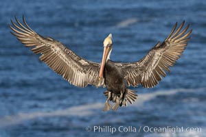 California brown pelican in flight, spreading wings wide to slow in anticipation of landing on seacliffs, Pelecanus occidentalis, Pelecanus occidentalis californicus