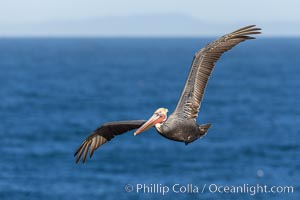 California Brown pelican in flight, soaring along sea cliffs above the ocean in La Jolla, California. The wingspan of the brown pelican is over 7 feet wide. The California race of the brown pelican holds endangered species status, Pelecanus occidentalis, Pelecanus occidentalis californicus