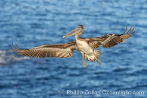 California brown pelican in flight, spreading wings wide to slow in anticipation of landing on seacliffs, Pelecanus occidentalis, Pelecanus occidentalis californicus