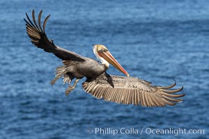 California brown pelican in flight, spreading wings wide to slow in anticipation of landing on seacliffs, Pelecanus occidentalis, Pelecanus occidentalis californicus