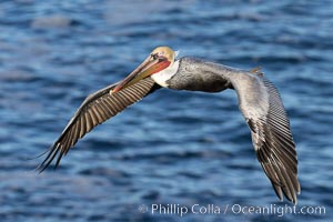 California Brown pelican in flight, soaring along sea cliffs above the ocean in La Jolla, California. The wingspan of the brown pelican is over 7 feet wide. The California race of the brown pelican holds endangered species status, Pelecanus occidentalis, Pelecanus occidentalis californicus