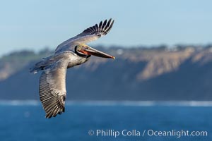 California Brown pelican in flight, soaring along sea cliffs above the ocean in La Jolla, California. The wingspan of the brown pelican is over 7 feet wide. The California race of the brown pelican holds endangered species status, Pelecanus occidentalis, Pelecanus occidentalis californicus