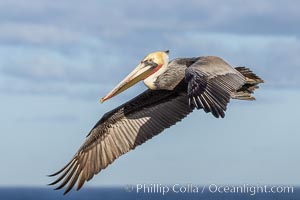 California Brown pelican in flight, soaring along sea cliffs above the ocean in La Jolla, California. The wingspan of the brown pelican is over 7 feet wide. The California race of the brown pelican holds endangered species status, Pelecanus occidentalis, Pelecanus occidentalis californicus