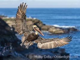 California brown pelican in flight, spreading wings wide to slow in anticipation of landing on seacliffs, Pelecanus occidentalis, Pelecanus occidentalis californicus