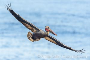 California Brown pelican in flight, wings spread as it soars over cliffs and the ocean in La Jolla, California.