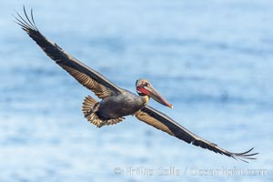 California Brown pelican in flight, wings spread as it soars over cliffs and the ocean in La Jolla, California, Pelecanus occidentalis, Pelecanus occidentalis californicus