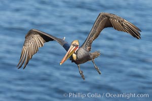 California Brown pelican in flight, wings spread as it soars over cliffs and the ocean in La Jolla, California, Pelecanus occidentalis, Pelecanus occidentalis californicus