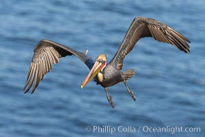California Brown pelican in flight, wings spread as it soars over cliffs and the ocean in La Jolla, California, Pelecanus occidentalis, Pelecanus occidentalis californicus
