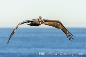 California Brown pelican in flight, soaring along sea cliffs above the ocean in La Jolla, California. The wingspan of the brown pelican is over 7 feet wide. The California race of the brown pelican holds endangered species status, Pelecanus occidentalis, Pelecanus occidentalis californicus