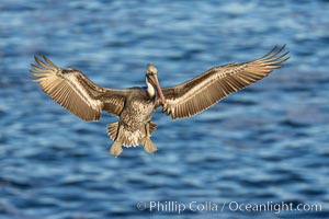 California brown pelican in flight, spreading wings wide to slow in anticipation of landing on seacliffs, Pelecanus occidentalis, Pelecanus occidentalis californicus, La Jolla