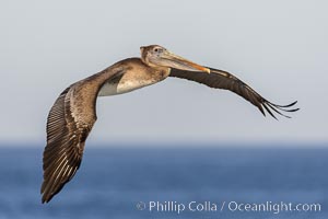 California Brown pelican in flight, soaring along sea cliffs above the ocean in La Jolla, California. The wingspan of the brown pelican is over 7 feet wide. The California race of the brown pelican holds endangered species status, Pelecanus occidentalis, Pelecanus occidentalis californicus