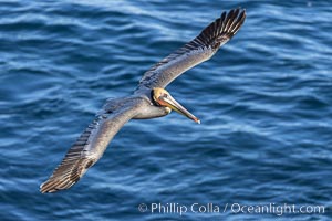 California Brown pelican in flight, soaring along sea cliffs above the ocean in La Jolla, California, Pelecanus occidentalis, Pelecanus occidentalis californicus