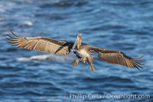 California brown pelican in flight, spreading wings wide to slow in anticipation of landing on seacliffs, La Jolla