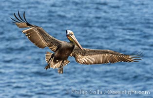California brown pelican in flight, spreading wings wide to slow in anticipation of landing on seacliffs. Note the classic winter breeding plumage, with bright red throat, yellow and white head and neck, and brown hind neck, Pelecanus occidentalis, Pelecanus occidentalis californicus, La Jolla
