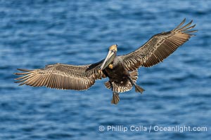 California brown pelican in flight, spreading wings wide to slow in anticipation of landing on seacliffs. Adult winter breeding plumage, Pelecanus occidentalis, Pelecanus occidentalis californicus, La Jolla