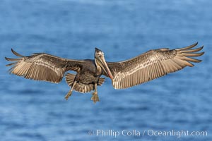 California Brown pelican in flight, captured beautifully as it soars over cliffs and the ocean in La Jolla, California, Pelecanus occidentalis, Pelecanus occidentalis californicus