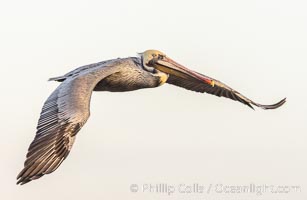 California Brown pelican in flight, captured beautifully as it soars over cliffs and the ocean in La Jolla, California.