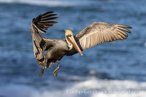 California Brown pelican in flight, captured beautifully as it soars over cliffs and the ocean in La Jolla, California, Pelecanus occidentalis, Pelecanus occidentalis californicus