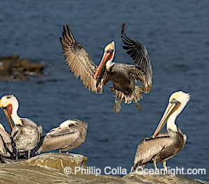 California Brown Pelican In Flight Landing Among Other Pelicans on Cliff, adult winter non-breeding plumage, Pelecanus occidentalis, Pelecanus occidentalis californicus, La Jolla