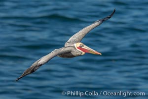 Brown pelican in flight. The wingspan of the brown pelican is over 7 feet wide. The California race of the brown pelican holds endangered species status. Adult winter non-breeding plumage, Pelecanus occidentalis, Pelecanus occidentalis californicus, La Jolla