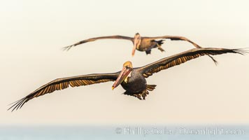 Brown pelican in flight. The wingspan of the brown pelican is over 7 feet wide. The California race of the brown pelican holds endangered species status. In winter months, breeding adults assume a dramatic plumage, Pelecanus occidentalis, Pelecanus occidentalis californicus, La Jolla