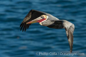 Brown pelican in flight. The wingspan of the brown pelican is over 7 feet wide. The California race of the brown pelican holds endangered species status. In winter months, breeding adults assume a dramatic plumage, Pelecanus occidentalis, Pelecanus occidentalis californicus, La Jolla