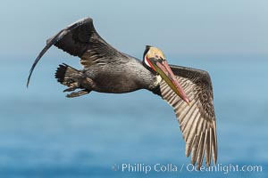 California brown pelican in flight. The wingspan of the brown pelican is over 7 feet wide. The California race of the brown pelican holds endangered species status. In winter months, breeding adults assume a dramatic plumage, Pelecanus occidentalis, Pelecanus occidentalis californicus, La Jolla