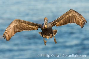 California brown pelican in flight. The wingspan of the brown pelican is over 7 feet wide. The California race of the brown pelican holds endangered species status. In winter months, breeding adults assume a dramatic plumage, Pelecanus occidentalis, Pelecanus occidentalis californicus, La Jolla