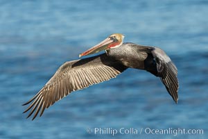 California brown pelican in flight. The wingspan of the brown pelican is over 7 feet wide. The California race of the brown pelican holds endangered species status. In winter months, breeding adults assume a dramatic plumage, Pelecanus occidentalis, Pelecanus occidentalis californicus, La Jolla