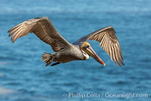 California brown pelican in flight. The wingspan of the brown pelican is over 7 feet wide. The California race of the brown pelican holds endangered species status. In winter months, breeding adults assume a dramatic plumage, Pelecanus occidentalis, Pelecanus occidentalis californicus, La Jolla