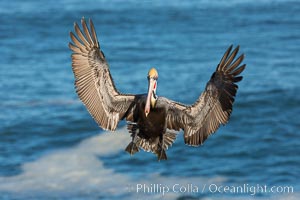 California brown pelican in flight. The wingspan of the brown pelican is over 7 feet wide. The California race of the brown pelican holds endangered species status. In winter months, breeding adults assume a dramatic plumage, Pelecanus occidentalis, Pelecanus occidentalis californicus, La Jolla