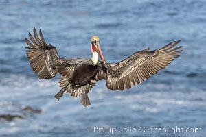 California Brown Pelican in flight, spreading wings wide to slow before landing on cliffs, Pelecanus occidentalis, La Jolla