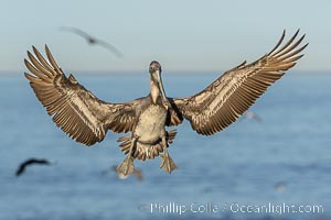 California Brown Pelican in flight, spreading wings wide to slow before landing on cliffs, Pelecanus occidentalis, Pelecanus occidentalis, Pelecanus occidentalis californicus, La Jolla