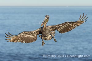 California Brown Pelican in flight, spreading wings wide to slow before landing on cliffs, Pelecanus occidentalis, Pelecanus occidentalis, Pelecanus occidentalis californicus, La Jolla