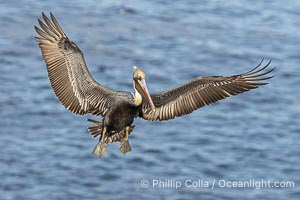 California Brown Pelican in flight, spreading wings wide to slow before landing on cliffs, Pelecanus occidentalis, Pelecanus occidentalis, Pelecanus occidentalis californicus, La Jolla