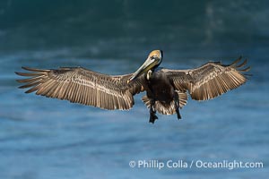 California brown pelican in flight with wings spread wide in front of a large wave, Pelecanus occidentalis californicus, Pelecanus occidentalis, La Jolla