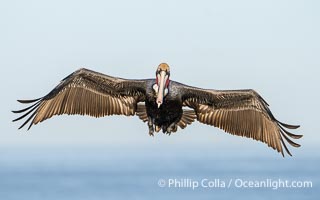 California brown pelican in flight with wings spread wide ready to land on ocean cliffs, Pelecanus occidentalis californicus, Pelecanus occidentalis, La Jolla