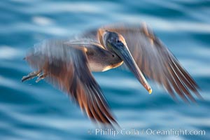 Brown pelican in flight.  The wingspan of the brown pelican is over 7 feet wide. Long exposure shows motion as a blur. The California race of the brown pelican holds endangered species status.  In winter months, breeding adults assume a dramatic plumage with dark brown hindneck and bright red gular throat pouch.