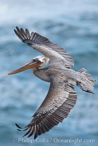 Brown pelican in flight.  The wingspan of the brown pelican is over 7 feet wide. The California race of the brown pelican holds endangered species status.  In winter months, breeding adults assume a dramatic plumage.