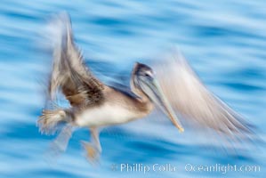 Brown pelican in flight.  The wingspan of the brown pelican is over 7 feet wide. Long exposure shows motion as a blur. The California race of the brown pelican holds endangered species status.  In winter months, breeding adults assume a dramatic plumage with dark brown hindneck and bright red gular throat pouch.