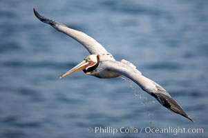 Brown pelican in flight.  The wingspan of the brown pelican is over 7 feet wide. The California race of the brown pelican holds endangered species status.  In winter months, breeding adults assume a dramatic plumage, Pelecanus occidentalis, Pelecanus occidentalis californicus, La Jolla