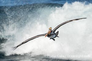 California Brown Pelican Flying in Front of a Big Wave in La Jolla, Pelecanus occidentalis californicus, Pelecanus occidentalis